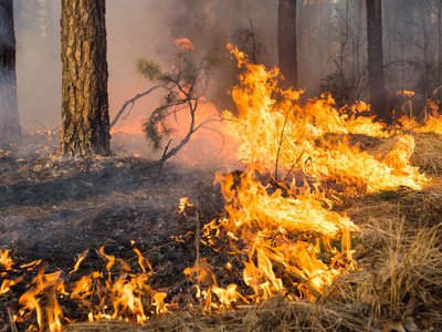 В километре от Вили сгорело 1500 квадратных метров лесной подстилки