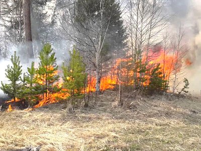 В лесах Выксы продолжает действовать пожароопасный режим