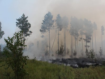 Особый противопожарный режим с 29 апреля введён на землях лесного фонда области
