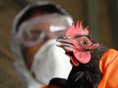 Птицы заболели гриппом
