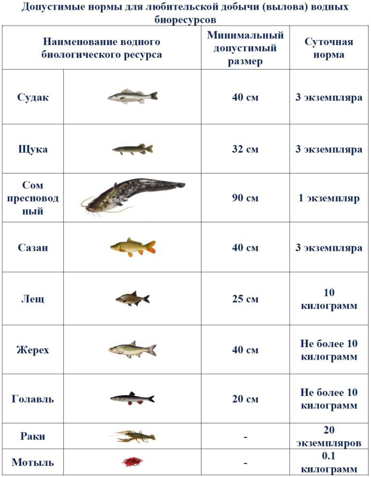 Какую рыбу можно ловить. Таблица нормы вылова рыбы. Таблица размеров рыбы разрешённых к вылову. Допустимый размер ловли рыбы. Размеры рыб - разрешённые для ловли рыбы..