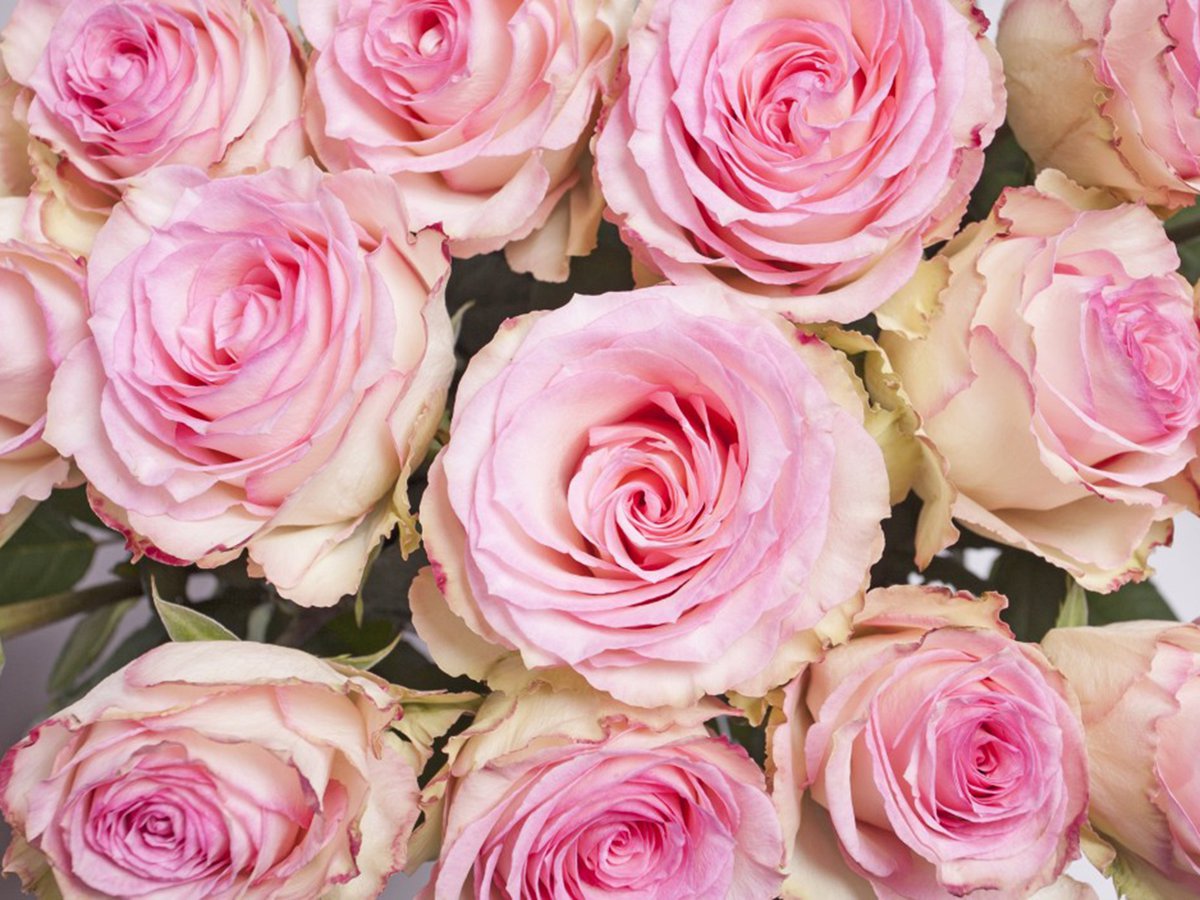 rose_pink_roses_pink_rose_pink_flowers_delicate_flowers_853226.jpg