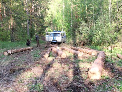 Незаконные рубки леса выявлены в Выксунском округе
