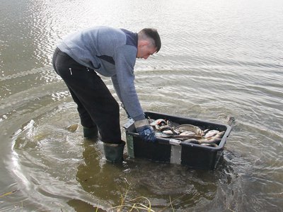Более 1500 кг рыбы выпустили в выксунские пруды в прошлом году