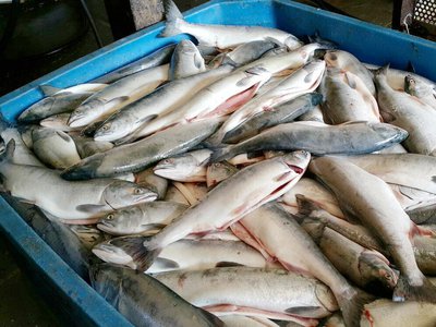 Потенциально опасная рыба задержана в Нижнем Новгороде