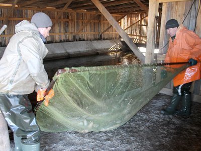 В Полдеревском рыбхозе выпустили 10 тонн карпа