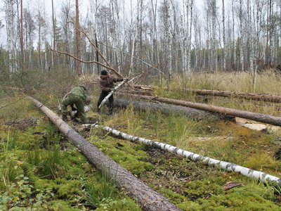 Насколько законны вырубки леса вокруг Выксы