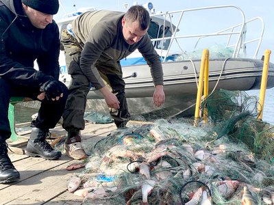 Почти две тонны мёртвой рыбы вытащили из сетей сотрудники Госохотнадзора области с начала нереста, сообщили в ведомстве