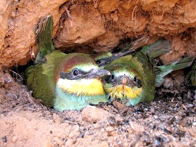 Уникальный снимок птиц, живущих под землёй
