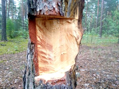 Незаконная рубка деревьев пресечена в Навашинском заказнике