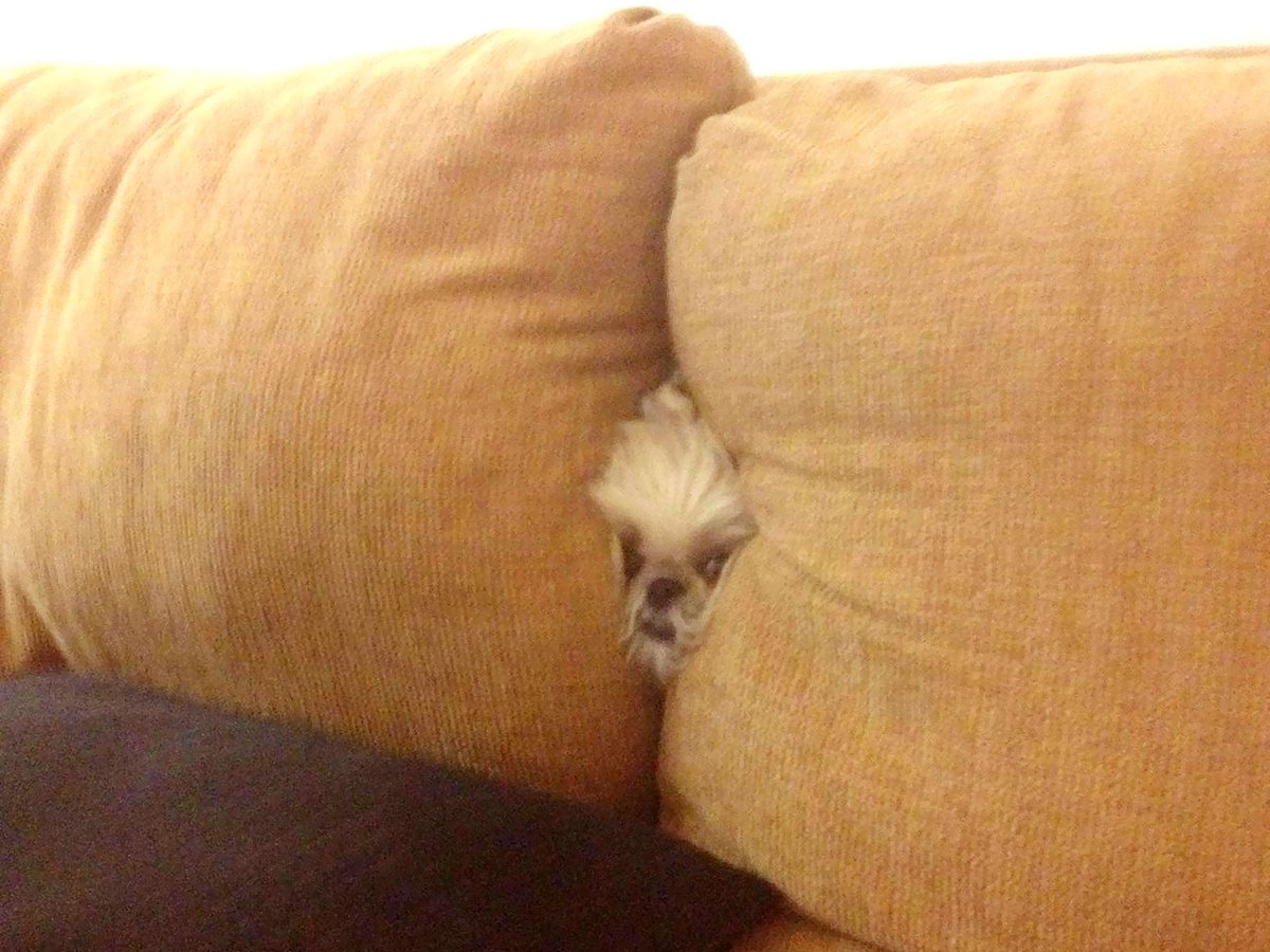 кот залез в диван