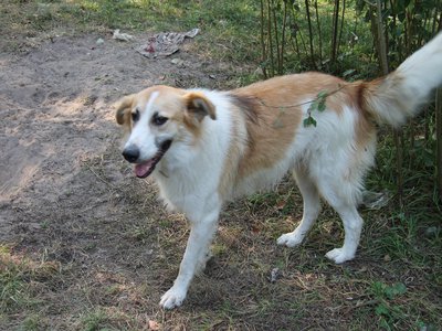 В июне в Выксе отловили 21 безнадзорную собаку