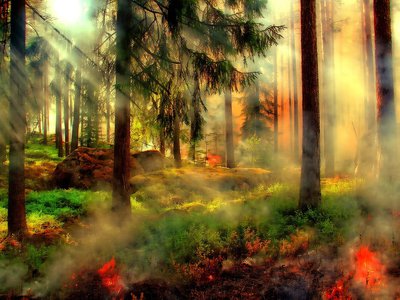 Почти половина лесных пожаров в области произошла по вине местного населения