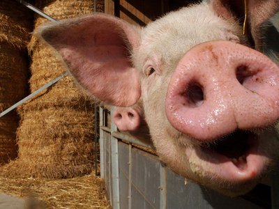 Памятку по профилактике АЧС для владельцев свиней разработали в Нижегородской области