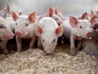 Житель Навашинского округа скрыл факт падежа свиней