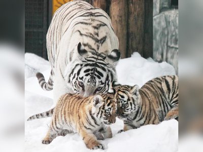 В зоопарке выбирают имена для тигрят