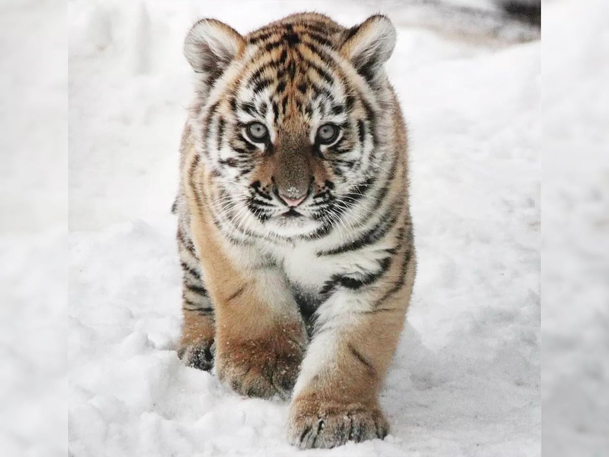 В зоопарке выбирают имена для тигрят