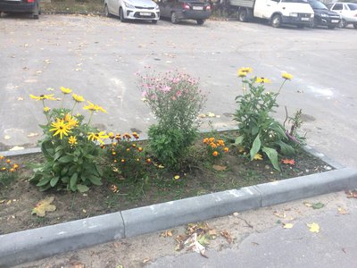 Цветники на улице Суворова восстановят