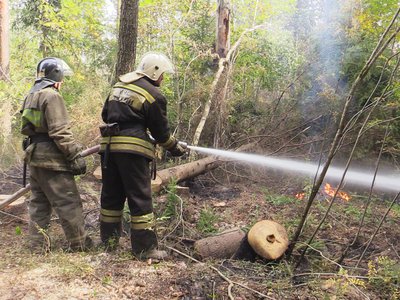 От чего возникли лесные пожары в этом году?