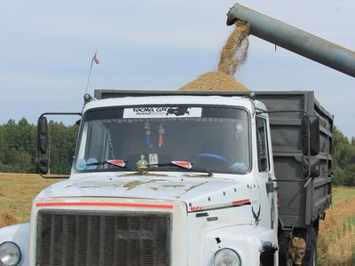 В Новодмитриевке убирают кукурузу