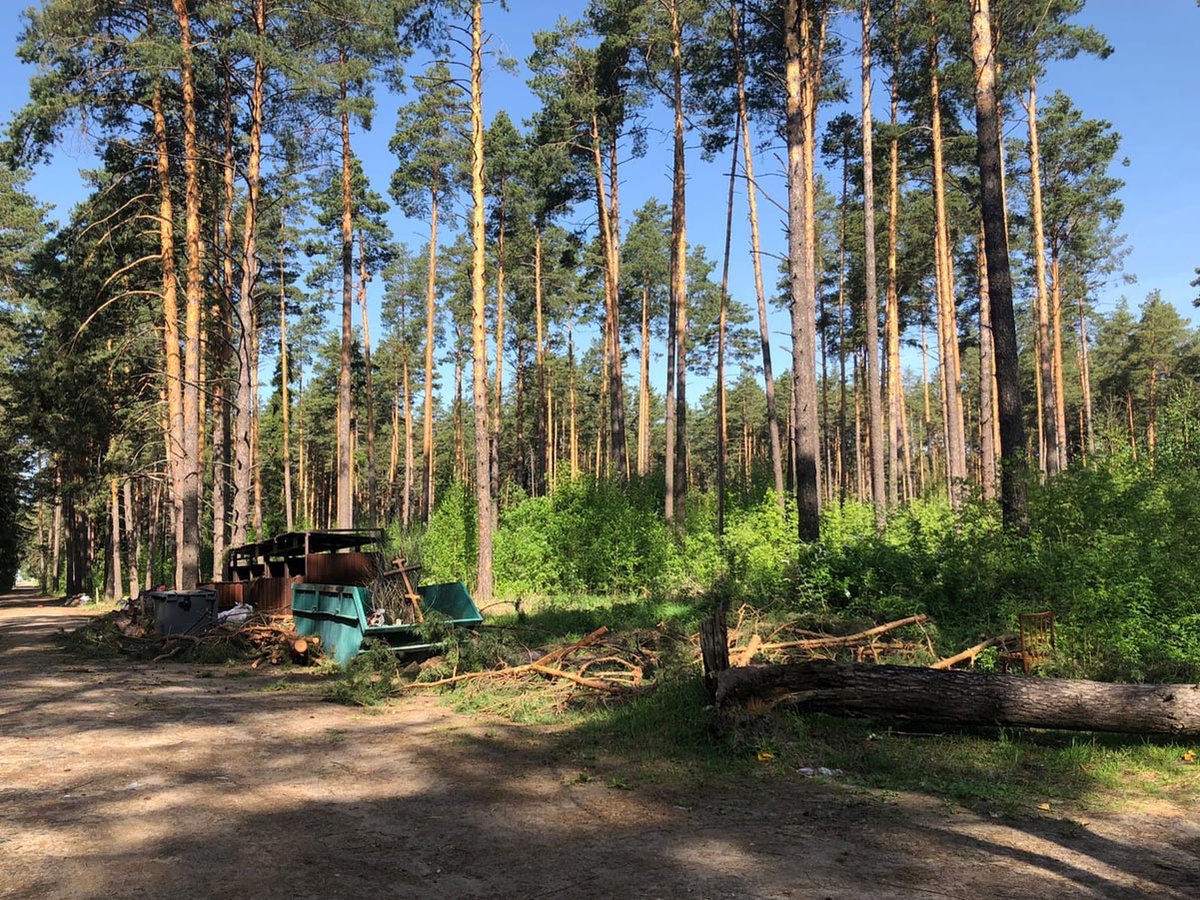 Лесное нижегородская. Лес Нижегородской области. Нижегородские леса. Касановский лес Нижегородская область. Сухобезводнинские леса Нижегородской области.