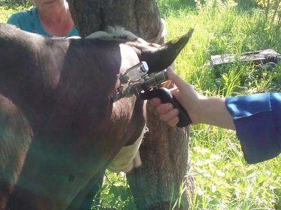 В Выксунском округе проверят домашний скот на заболевания опасные для человека