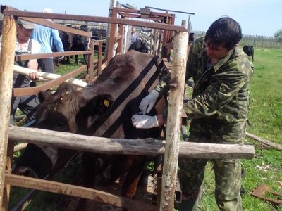 В Выксе, Кулебаках и Навашине завершаются весенние ветеринарные проверки