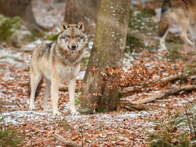 С начала года в регионе добыто 48 волков