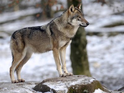 В выксунском лесу волки загрызли лося