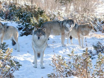 Волки активизировались в Нижегородской области
