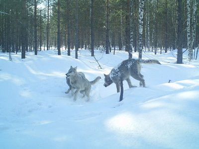 В области вознаграждение за добычу волка увеличили в семь раз