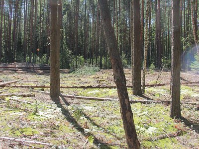 Количество очагов вредителей леса снизилось в области