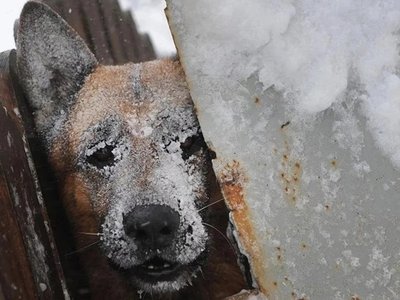 Собакам в морозы тоже тяжело