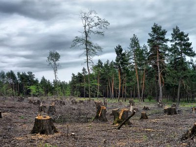 Власти региона хотят сделать прозрачными заготовку и продажу леса