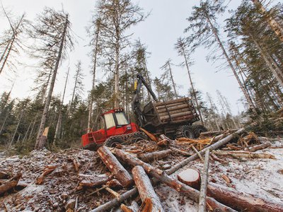 В Навашино обнаружили незаконную вырубку леса на 1,7 млн рублей
