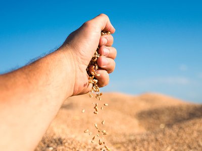 Область заложит в этом году 95 тысяч тонн зерна в запасы государственного интервенционного фонда на хранение