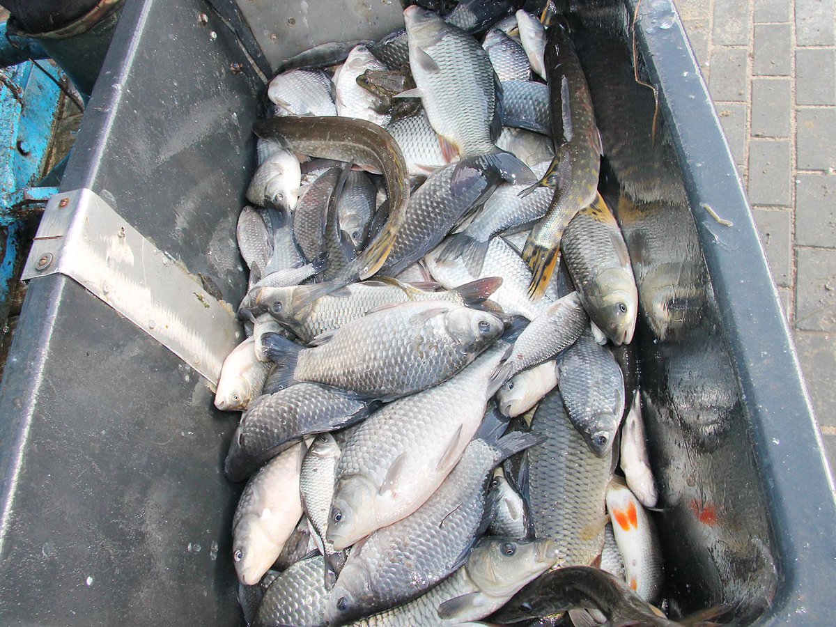 Более 1500 кг рыбы выпустили в выксунские пруды в прошлом году